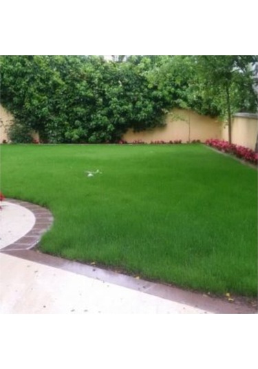 500 Gram İthal 3lü Karışım Çim Tohumu