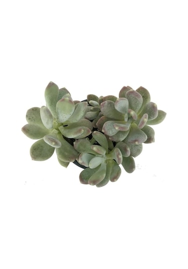 Pachyphytum Glutinicaule Sukulent Bitki