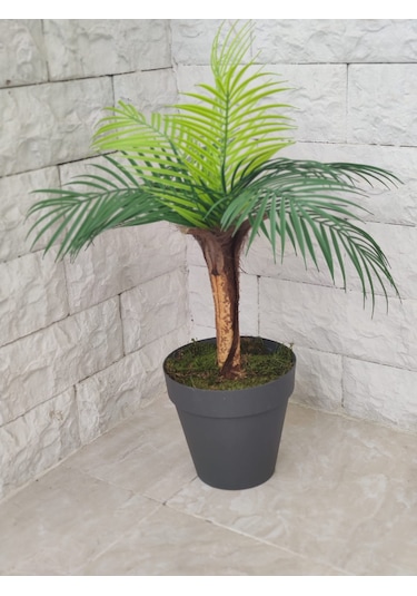 Tek Gövde Lüks Palmiye Sıkas Ağacı Kabuklu 80 Cm