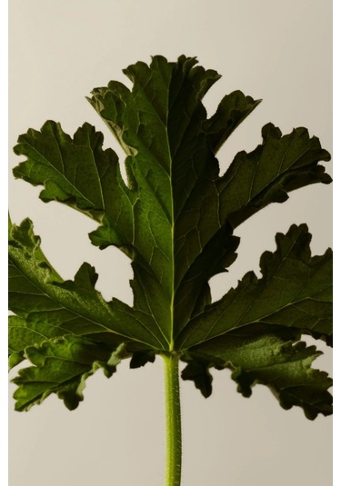 Aesop Geranium Leaf Duet Vücut Temizleme Ve Bakım Seti Duş Jelleri 2 X 500 Ml
