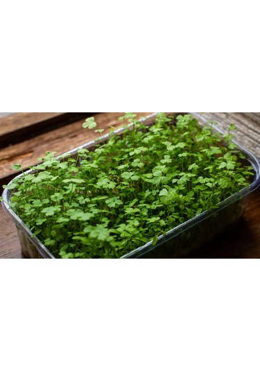 Maydanoz Mikro Yeşillik Tohumu D'giant İtaliana Çeşidi, 15 Gram
