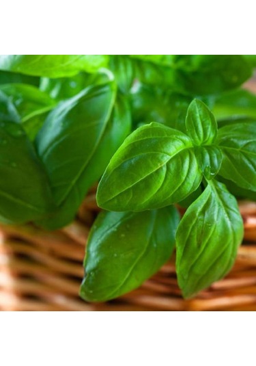 Bykurt Sunagri Yeşil Reyhan Tohumu - Aromatik, Sinek Kovucu, Tek Yıllık, Bahçe Ve Saksı İçin 100 Adet