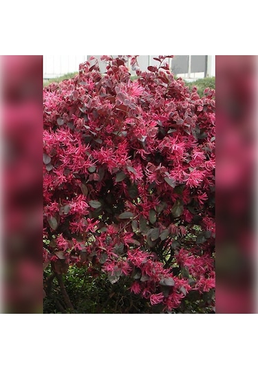 Loropetalum - Pembe Rüya Çiçeği 70-100 Cm Boyunda