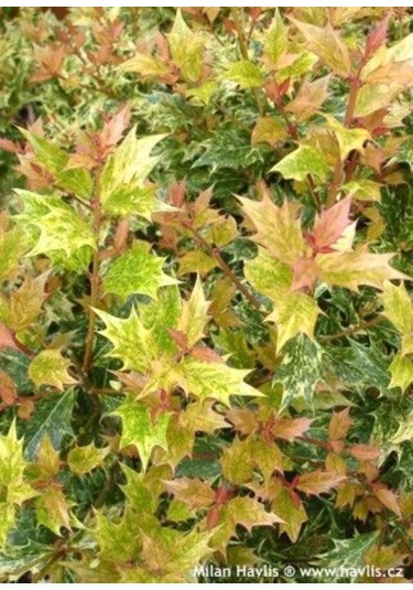 Alacalı Osmantus Ağacı Saksılı 1-2 Yaş Arası, Şifalı Ve Kokulu