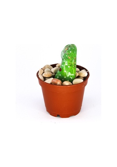 Kaktüs Biblo Dekoratif