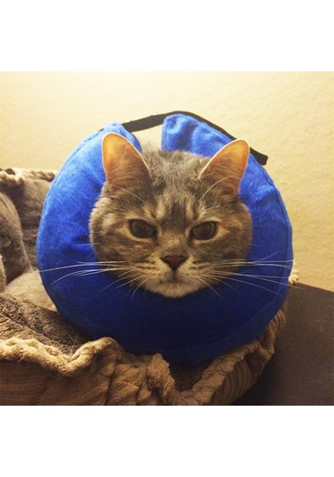 Homyl Şişme Kedi Köpek Tasması Elizabeth Yakasına Alternatif