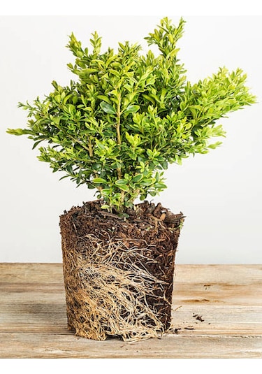 Peyzaj Bitkisi Şimşir Çalısı Buxus