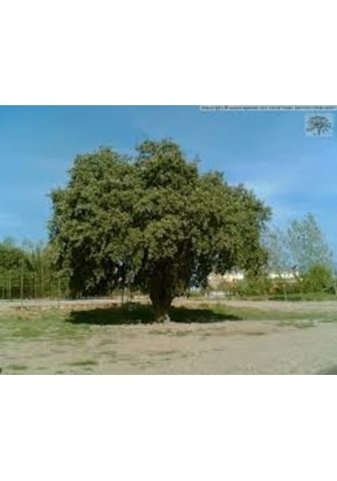 2 Adet Tohum Palamut Ağacı Tohumu Dev Palamut Ağacı Tohum