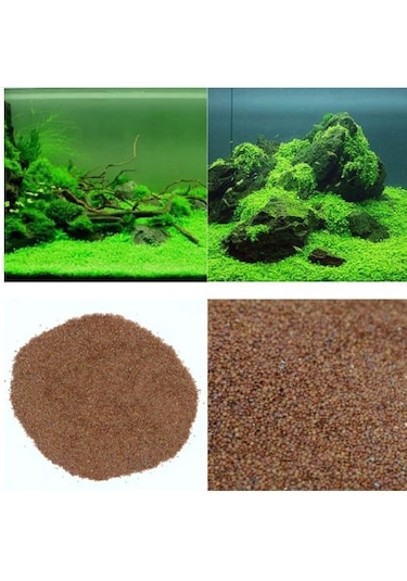 Akvaryum Bitkisi Canlı Su yoncası 5.000++ Adet Tohum