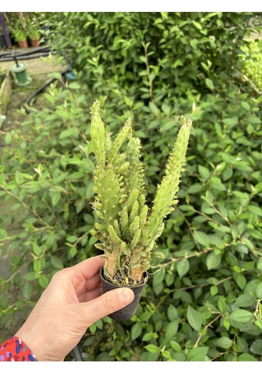 Thebestonline Opuntia Monacantha, Meksika Kaktüsü, Ağaç Kaktüs, 5