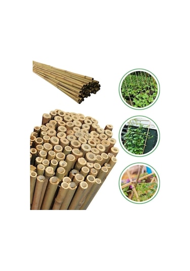 50 Adet Bambu Bitki Fidan Destek Çubuğu 190 - 200 Cm