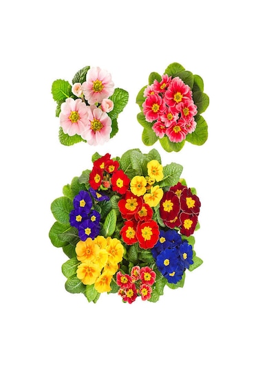 Videolu Çuha Marul Çiçeği Saksıda Karışık Renk 1 Adet 10-20 Cm Çiçekli Bodur Bitki Primula