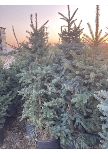 Mavi Ladin (Yılbaşı Çamı) Fidanı 160-200 CM