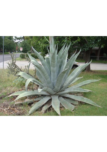 Fidan & Peyzaj - Sabır Ağacı Bitkisi (2 Yaş / Agave americana)