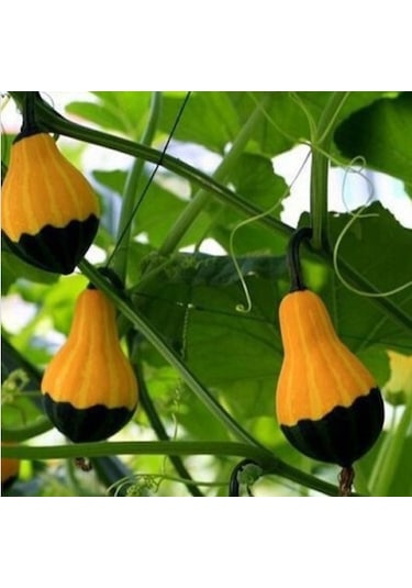 Nadir Sarı Yeşil Kabak Tohumu Ekim Seti 3 Tohum + Saksı+Toprak