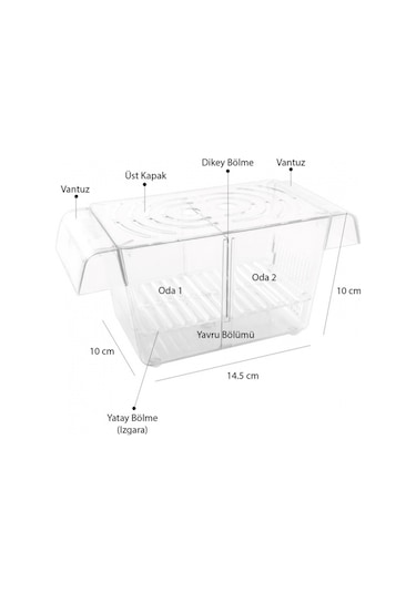 Atlantik İkili Kristal Balık Yavruluk 14,5 Cm x 10 Cm