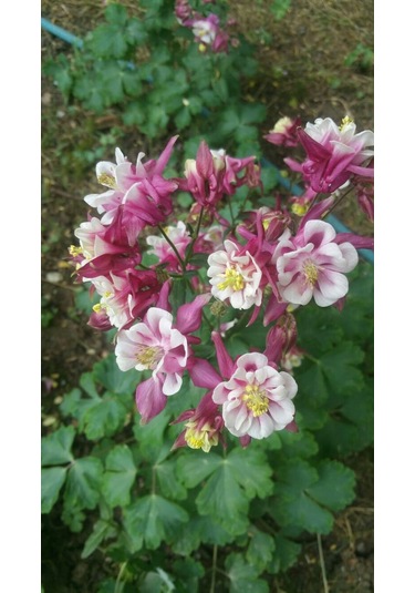 Haseki Küpesi Tohumu 20 Adet