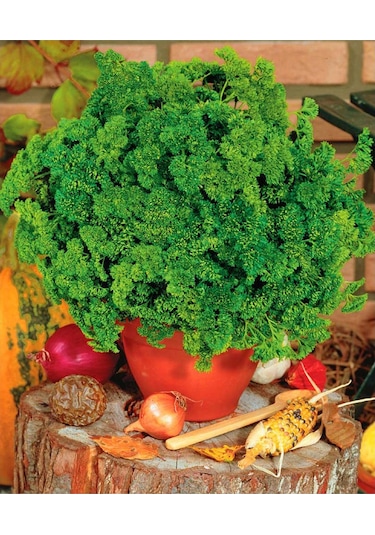 Kıvırcık Maydanoz Tohumu Atalık Saksı Tipi Moss Curled Parsley