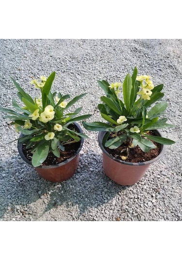 Sarı Euphorbia Milii - Dikenler Tacı Küçük Saksıda 3974