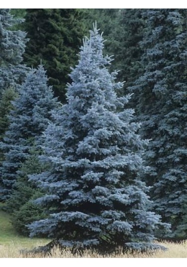 Mavi Ladin Picea Pungens Glauca 40 -60 Cm