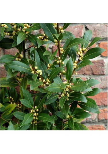 Tüplü Defne Fidanı 15-25 Cm