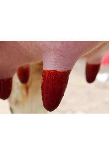 Royal Masdisin İobar İyotlu Sağım Sonra Meme Dezenfektanı 20Litre