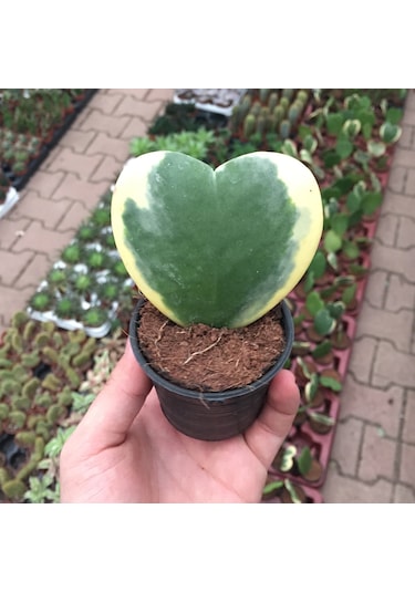 Hoya Kerrii 'Variegata' (Mum Çiçeği) Ø5,5 CM Y0-10 CM