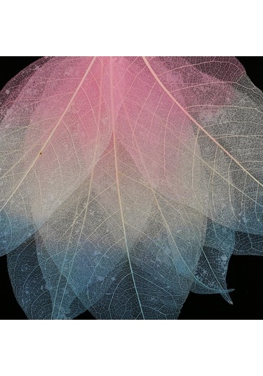 Suntek 50 Parça Doğal Manolya İskelet Yaprak Yaprak