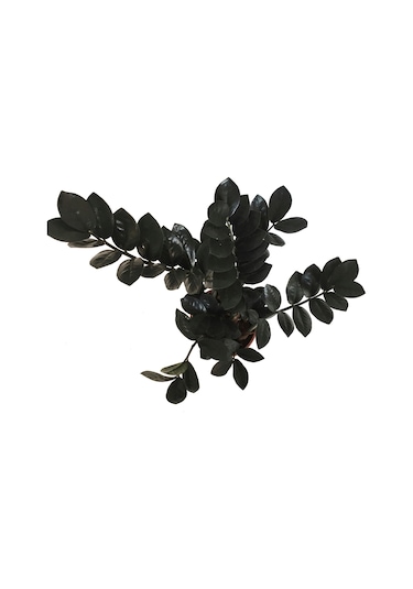 Zamioculcas Raven (Zeze Çiçeği) 12 CM Y35-40 CM