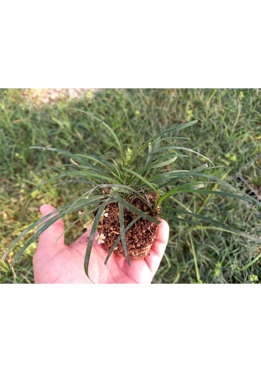 Osmanlı Çimi 40 Adet - Yer Örtücü Bitki 'ophiopogon Japonicus'
