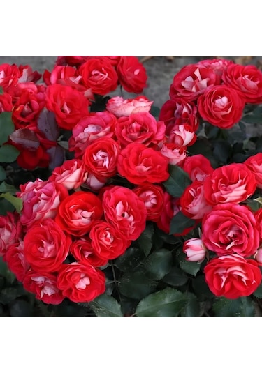 Tüplü Ödüllü Yediveren Rosige Landdrostei Yediven Gül Fidanı