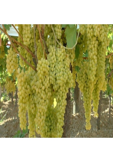 Tüplü Yemesi Güzel Çekirdeksiz K7 Üzüm Fidanı