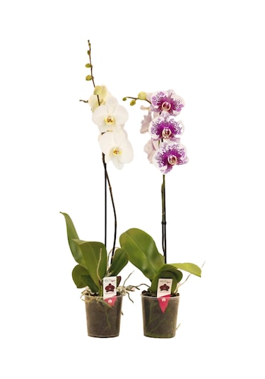 Solo Plant Orkide Q12 2 Adet