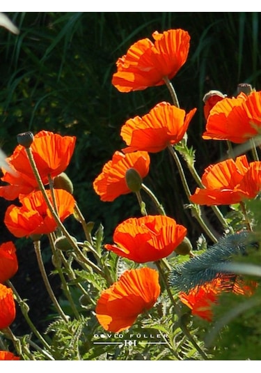 Turuncu Gelincik Çiçeği Tohumu Doğal 30 Tohum