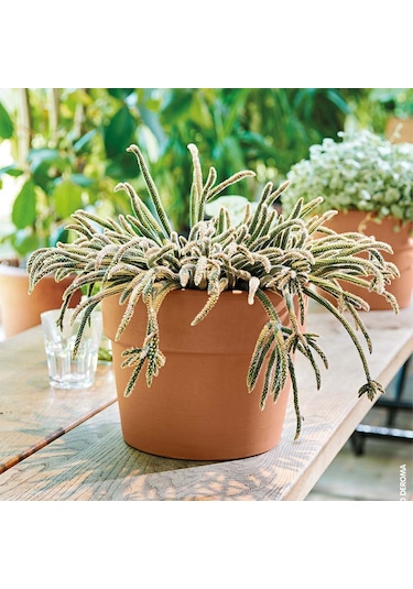 Cachepot Perfetto 13 Cm Toprak Saksı Terracota