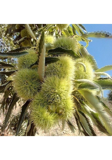 Tüplü Aşılı Soğuklara Dayanıklı Tahta Yüksek Verimli Kestane Fidanı