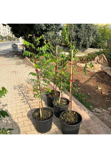 20 Lt Saksıda Meyve Verir Durumda Carambola Yıldız Meyvesi Fidanı