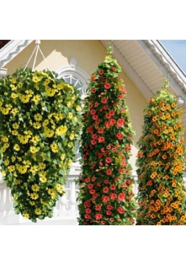 Karagözlü Suzan Sarmaşığı Tohumu Thunbergia Karagözlü Suzan Sarmaşığı 5 Tohum