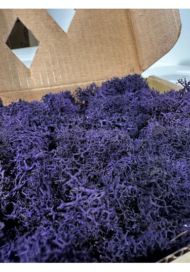 Reindermoss Şoklanmış Norveç Yosunu Terarium Yosunu Mor 100 Gr.