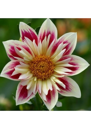 Soft Beyaz-Mor Renkli Yıldız Çiçeği Soğanı2 Adet - ADAFDN0386