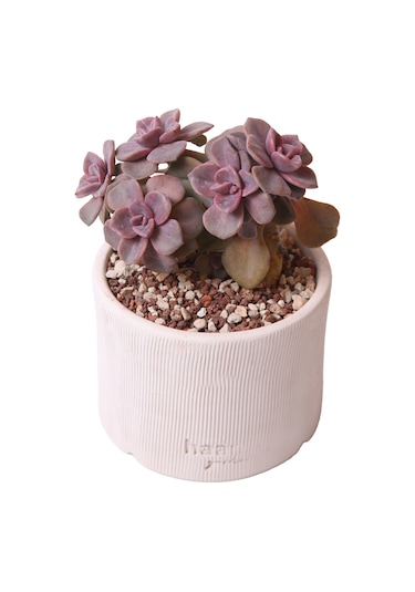 Echeveria Mrs Richards - Sukulent Haangarden