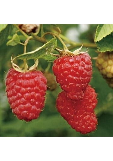 Ahududu Dikensiz Sarı+pembe+kırmızı 3 Adet