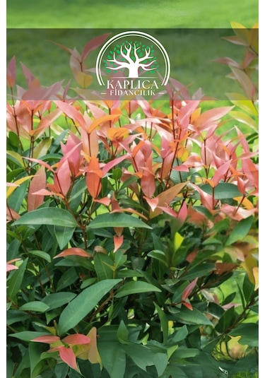 Alev Çalısı Fidanı Çit Bitkisi Photinia 80-90 Cm