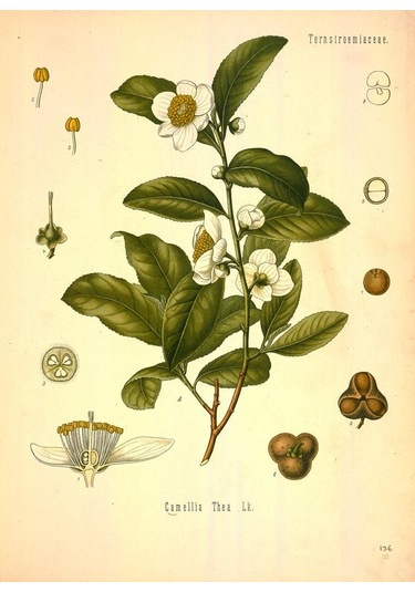 Pharmatea Beyaz Çay Yaseminli 50 G