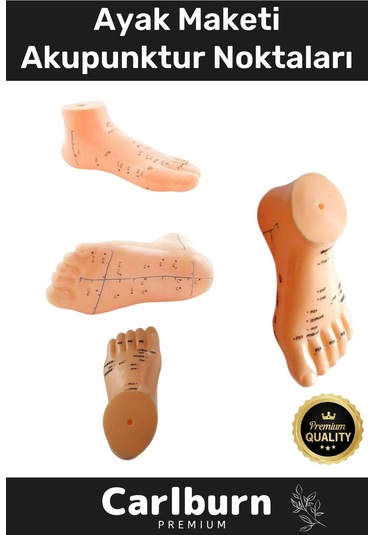 Özel Üretim Kaliteli İnsan Anatomisine Uyumlu Muayene Maket 20cm Ayak Maketi Akupunktur Noktası