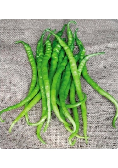 Yerli Kıl Acı Biber Tohumu 10 GR Ort 1200 Ad Tohum N115349