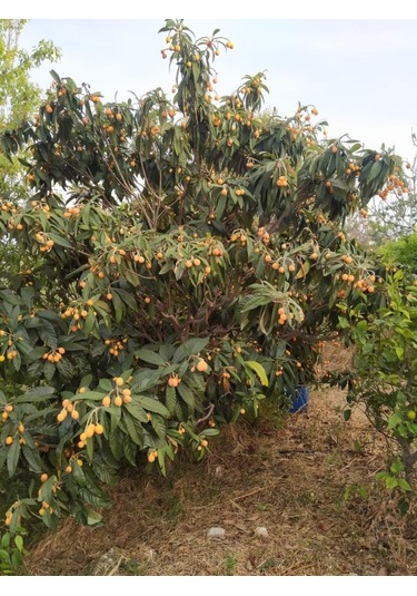 Tüplü Malta Eriği Yenidünya Fidanı
