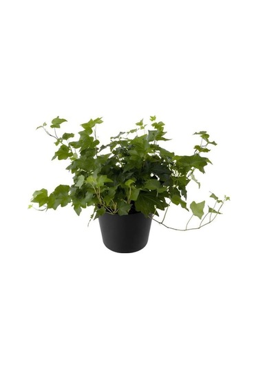 Hedera Helix Ağaç Sarmaşığı 1 Adet Saksılı 30-50cm+yeşim Para Çiçeği