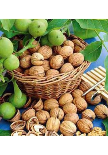 Tiresepeti Doğal Chandler İnce Kabuklu Yerli Ceviz Yeni Mahsül 1 KG