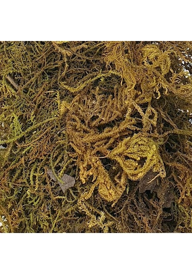 Eshel Maket Doğal Yosun Kahverengi 10 Gr